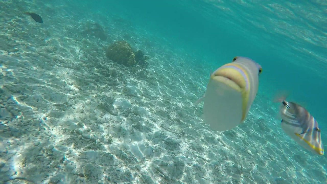 Traumhafte Unterwasserwelt Fihalhohi Maldives