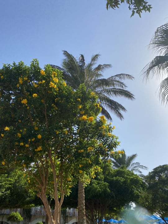 Gartenanlage Desert Rose