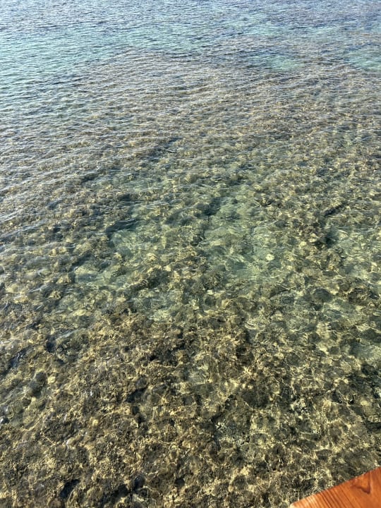 Strand Pickalbatros Sea World Resort - Marsa Alam