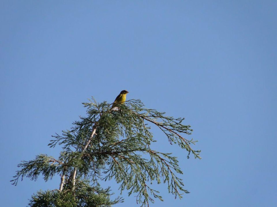 Und noch ein Sänger Grand Hotel Holiday Resort