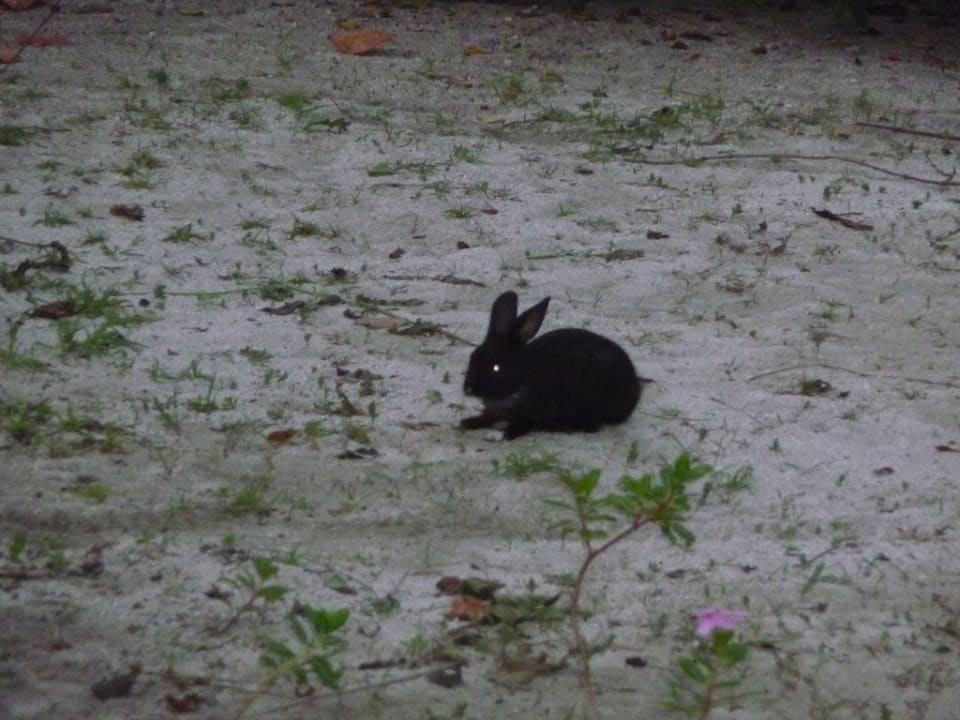 Hase Kuredu Island Resort & Spa