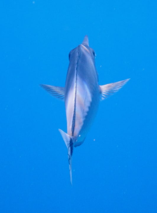 Sport & Freizeit Hondaafushi Island Resort