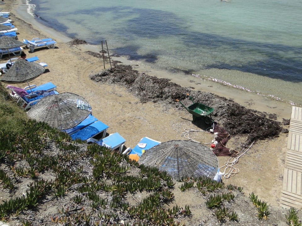 Glony na plazy Hotel Babaylon