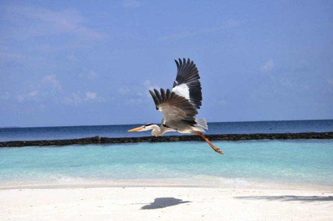 Einfach nur schön Baros Maldives Resort