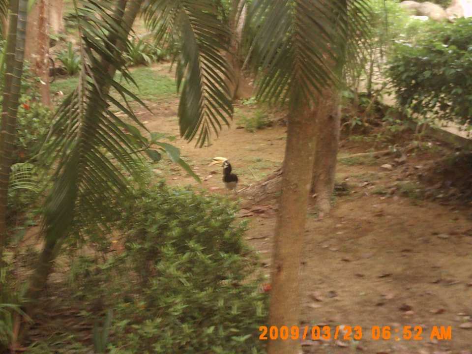 Hornbill vorm Balkon Hotel Coral Island Resort