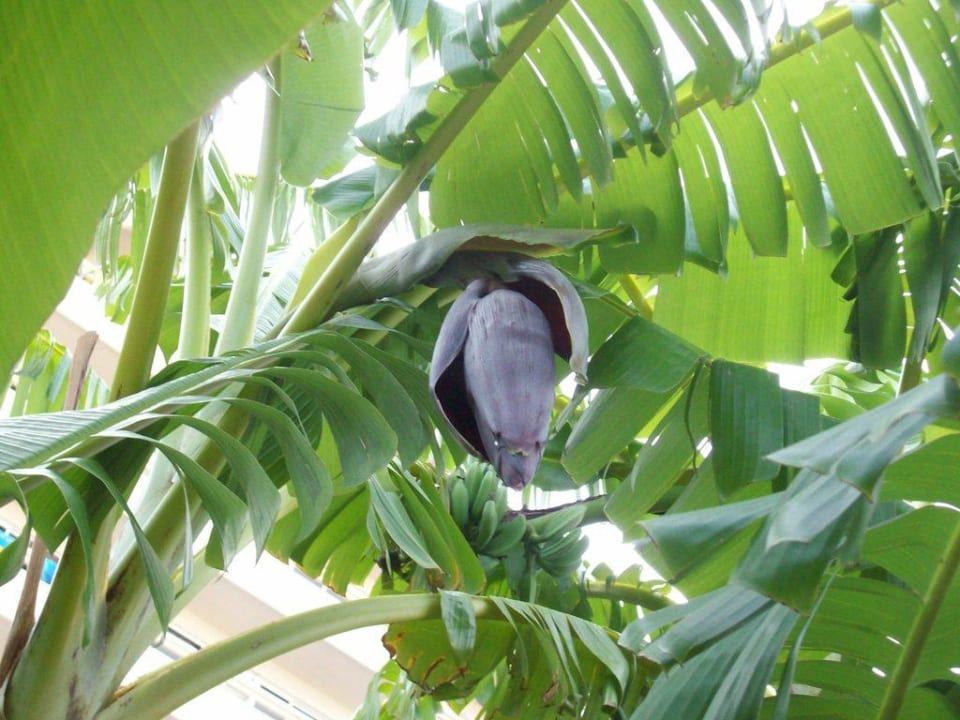 Wenn ich groß bin werde ich eine Banane Olympos Beach Hotel