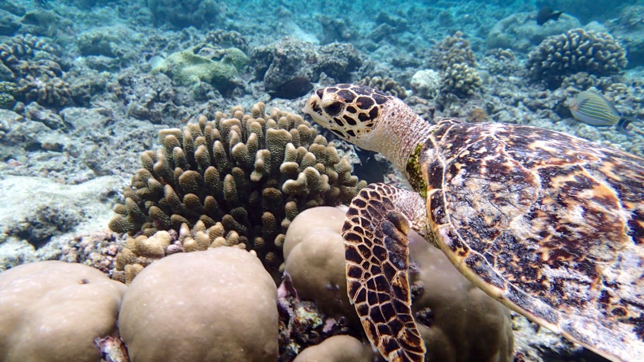 Unterwasser  Biyadhoo Island Resort