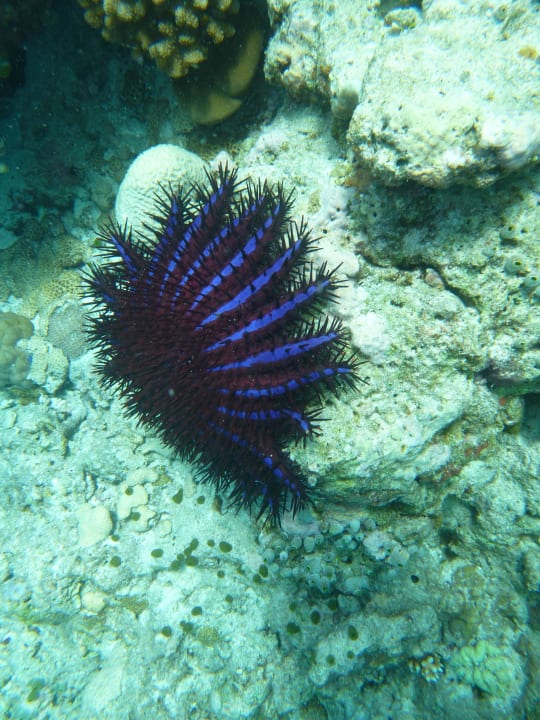 Dornenkronenseestern Biyadhoo Island Resort