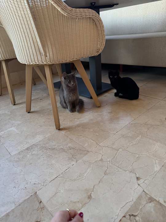 Gastro Zafiro Palace Andratx