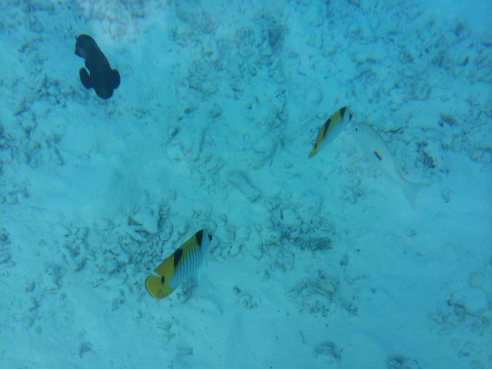 Kein Aquarium, sondern direkter Blick ins Wasser Cinnamon Dhonveli Maldives
