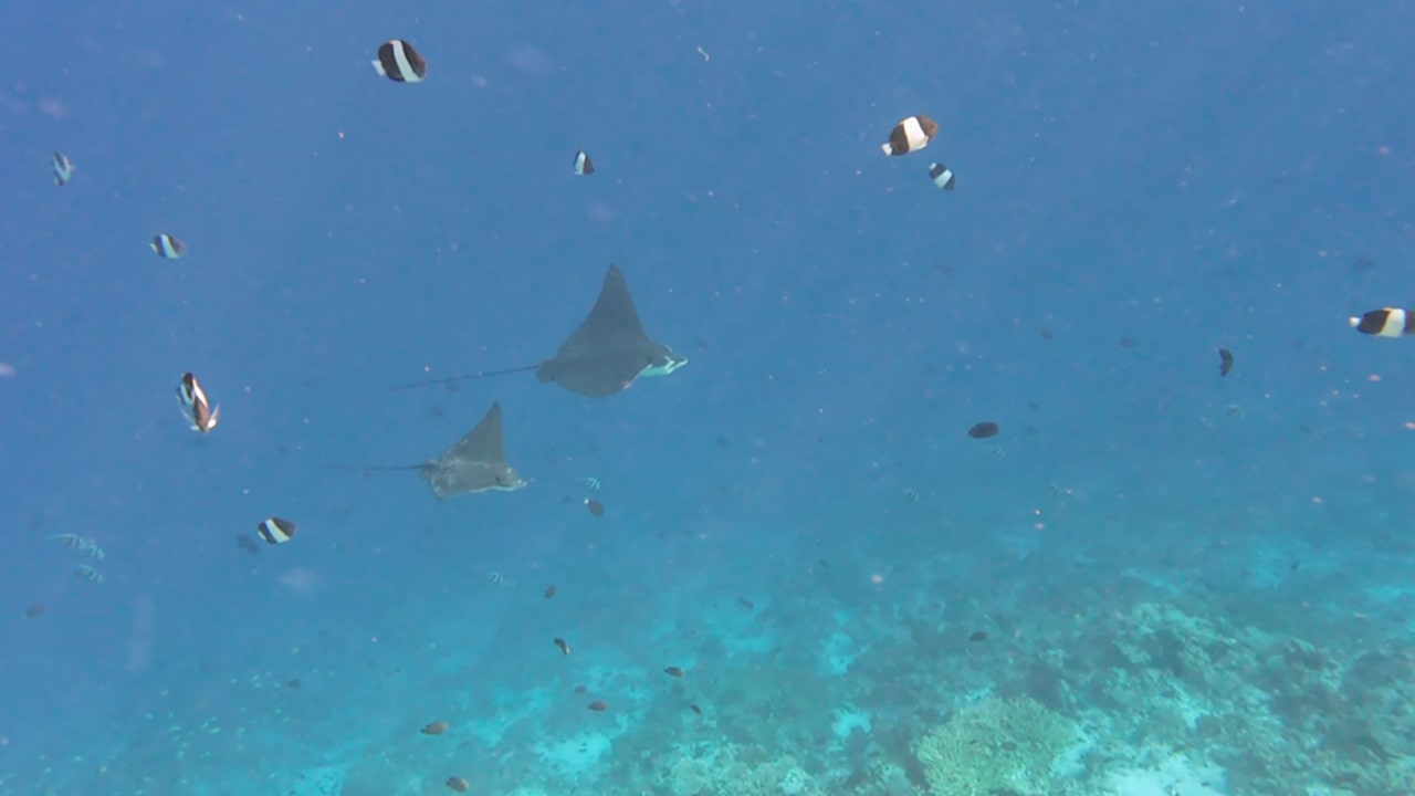 Sonstiges Filitheyo Island Resort