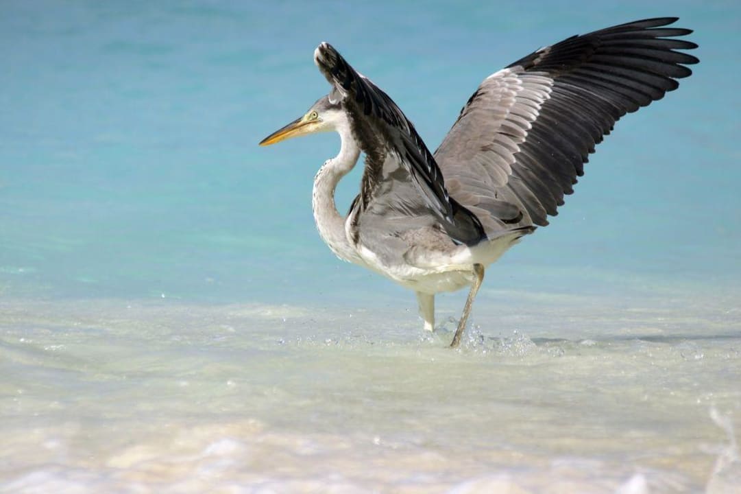 local heron Banyan Tree Vabbinfaru