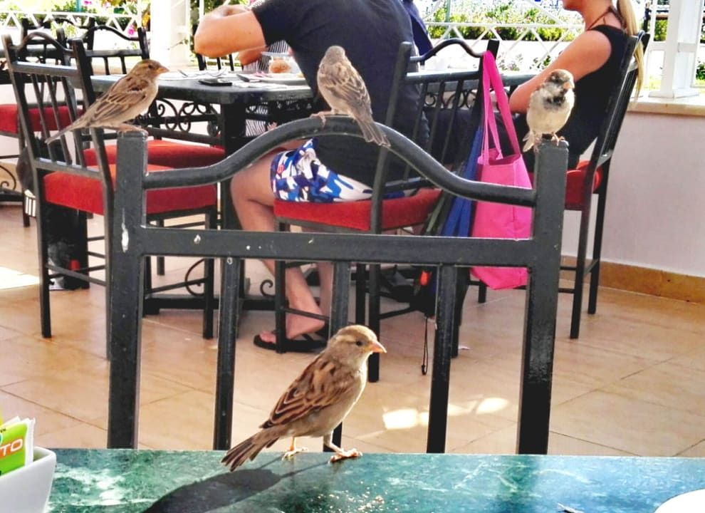 Sonstiges Desert Rose