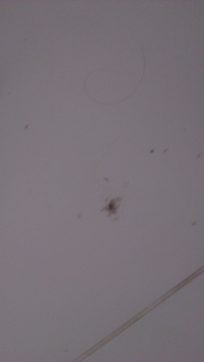 Ungeziefer The Club Hammamet