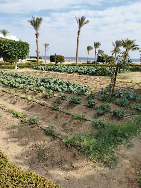 Gartenanlage Bliss Nada Beach Resort