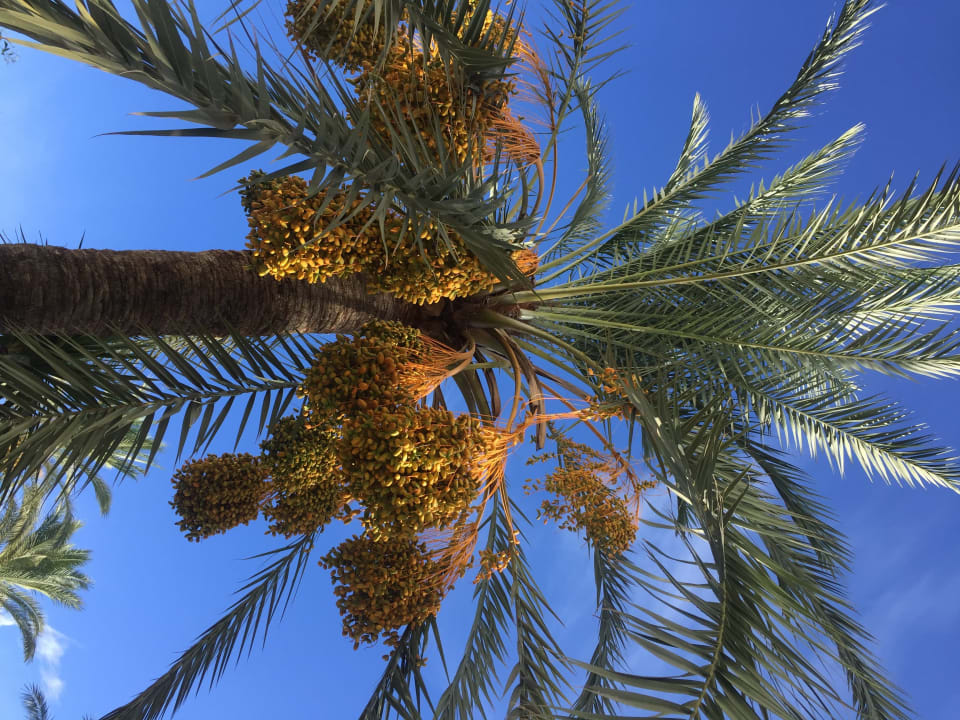 Außenansicht Prinsotel La Dorada