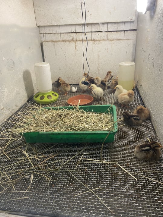 Außenansicht Bauernhof Strehlaer