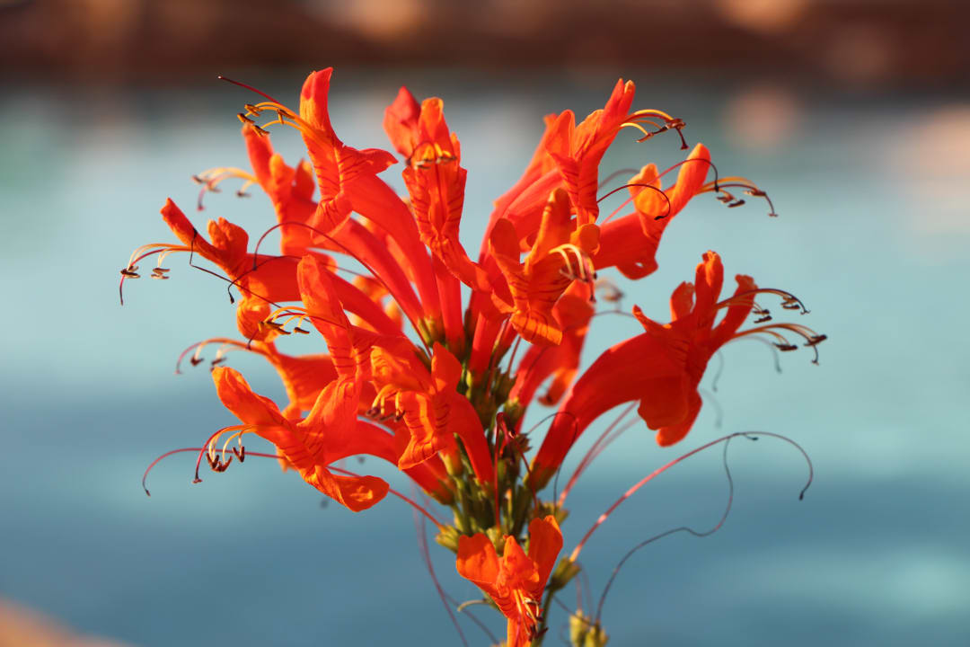 Gartenanlage Steigenberger Coraya Beach - Adults only