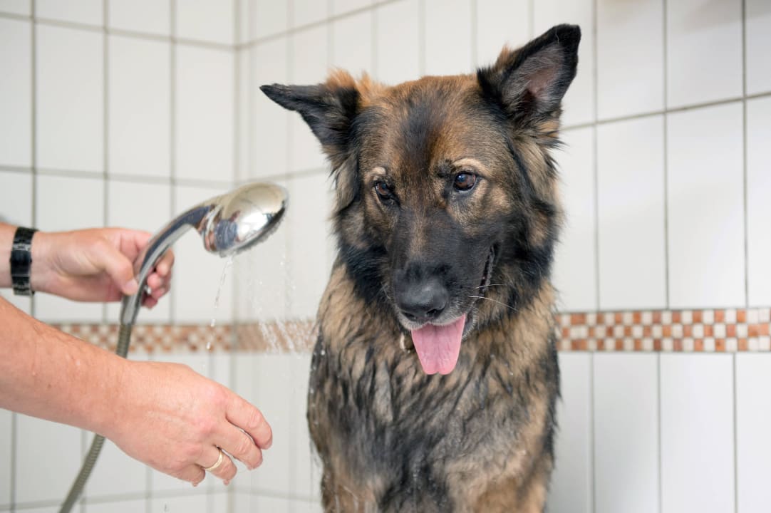 Hundedusche Hundesporthotel Wolf