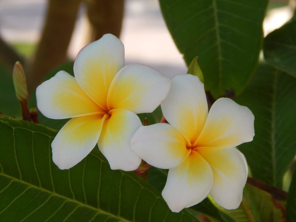 Rose of Hawaii Pharaoh Azur Resort