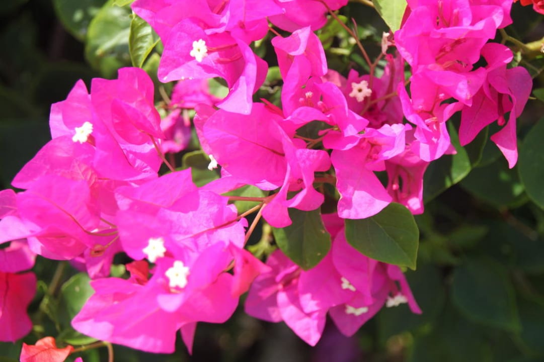 Blumen Sentido Akassia Beach