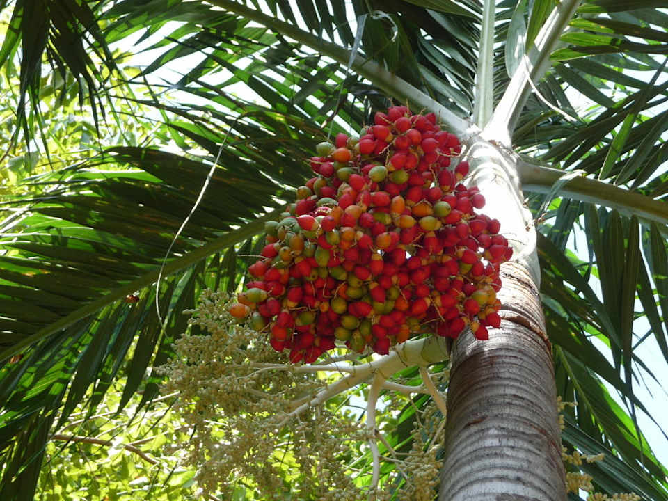 Datteltraube Paradise Beach Resort, Samui