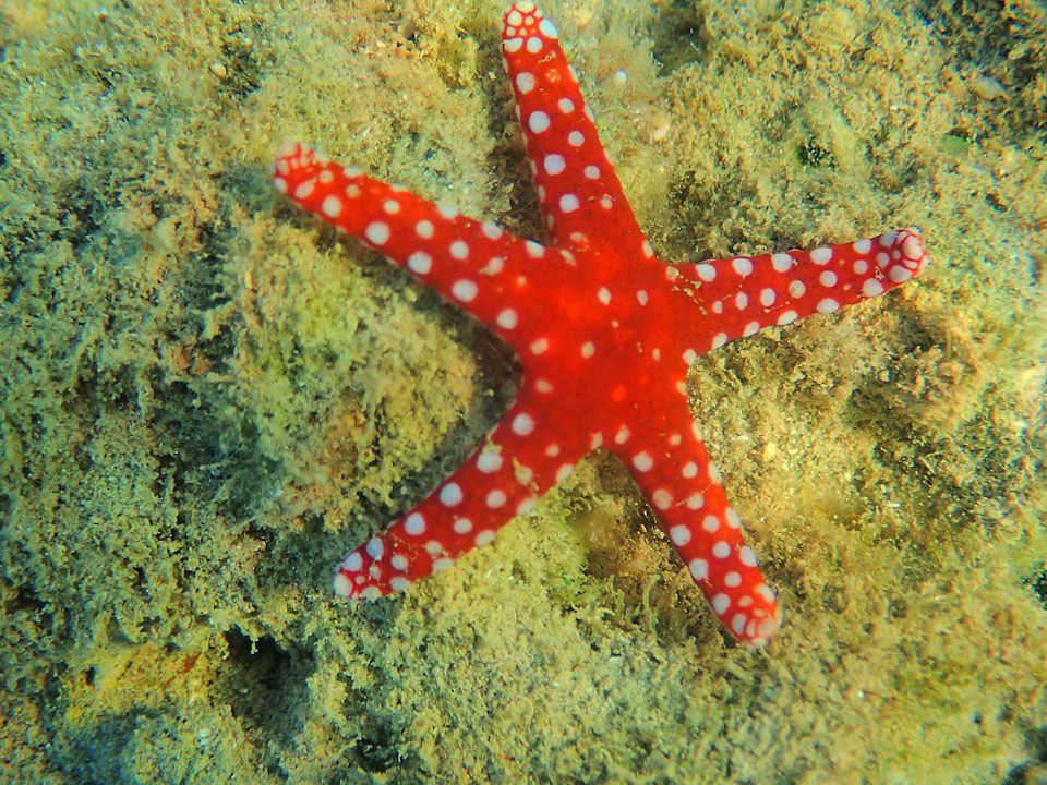 Sonstiges Shams Alam Beach Resort