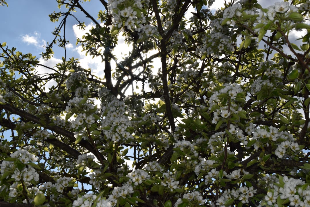 Gartenanlage Weidererhof