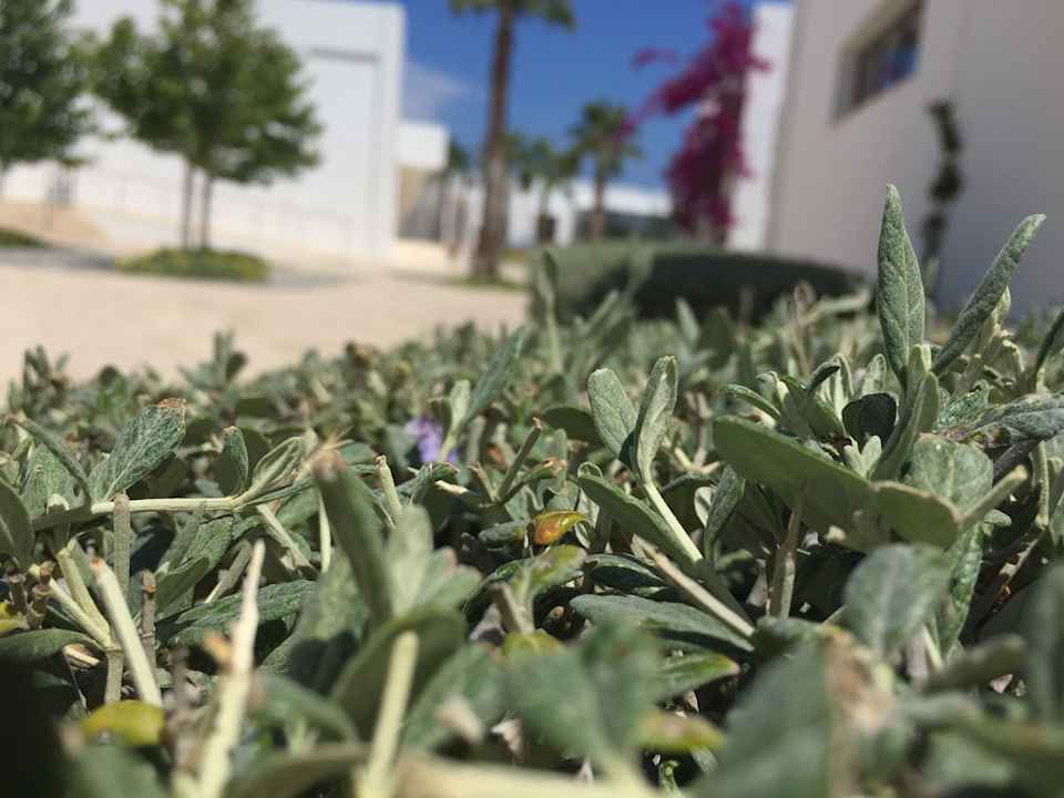 Gartenanlage Atlantica Plimmiri