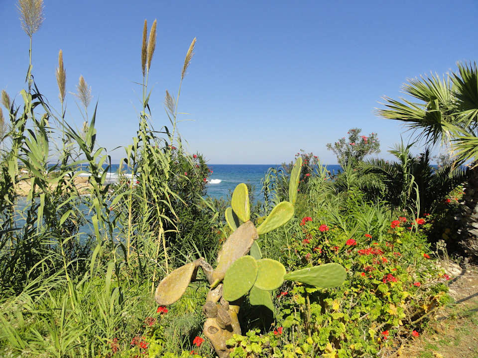 Blick von der Strandliege aus Crystal Springs Beach Hotel