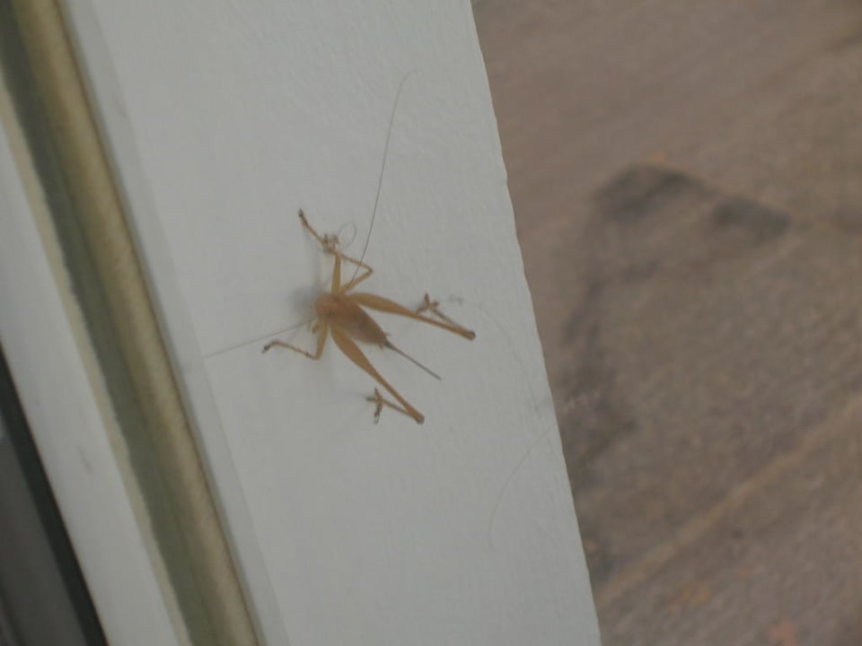 Keine Angst vor Besuchern!  HARPIN Georgioupolis Resort Aquapark & SPA