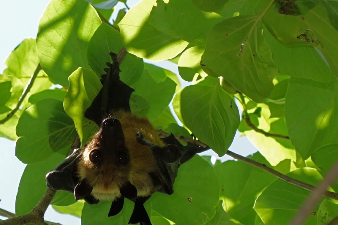 Flughund Adaaran Select Meedhupparu Island Resort - Premium All Inclusive