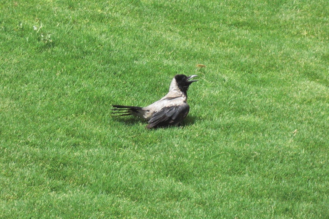 Mir ist warm Steigenberger ALDAU Beach Hotel