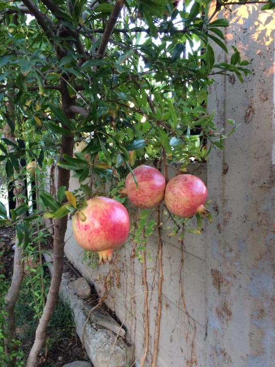 Granatäpfel Seaden Sea World Resort & Spa