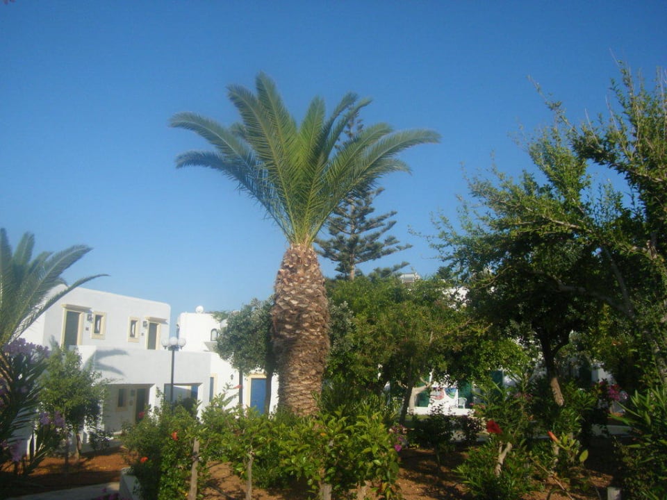 Gartenanlage TUI SUNEO Chrissi Amoudia