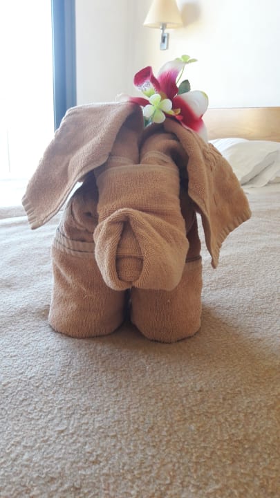 Zimmer-Mitbewohner SBH Club Paraiso Playa