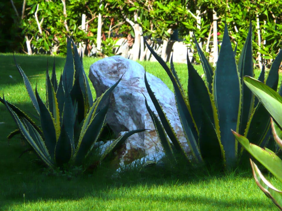 Der Frosch  Shams Prestige Abu Soma-Adults Only