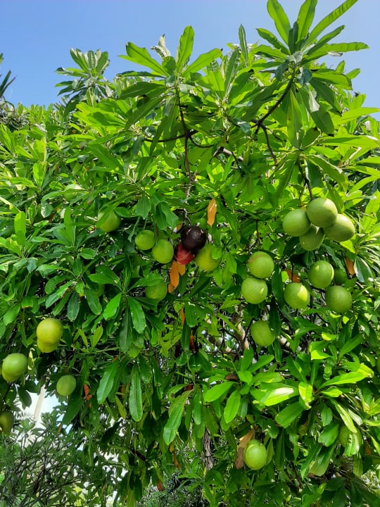 Gartenanlage The Fair House Beach Resort