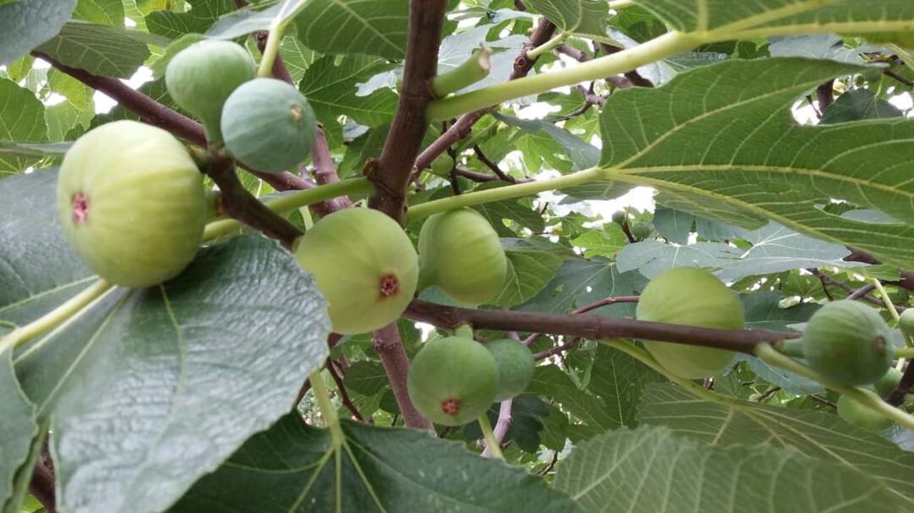 Gartenanlage Garden of Eden