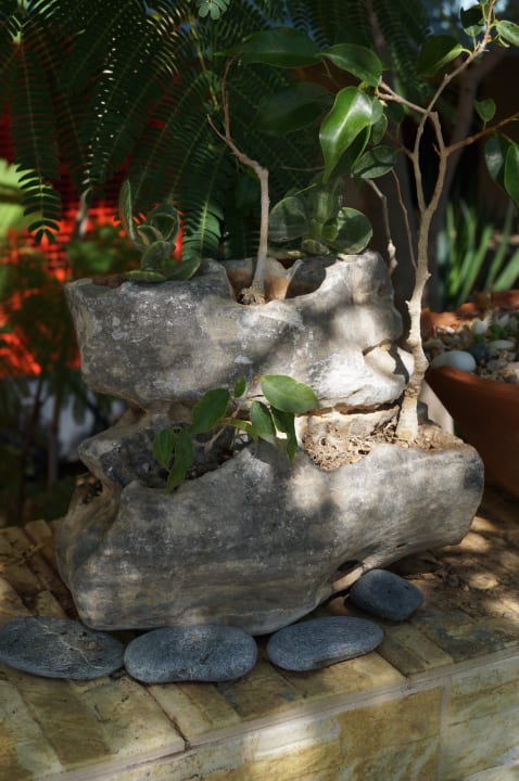 Schöne Pflanzen Hotel Kathrin Beach