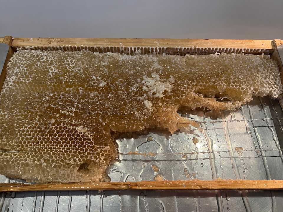 Gastro JAZ Elite Amara