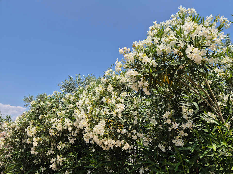 Gartenanlage Portes Theros