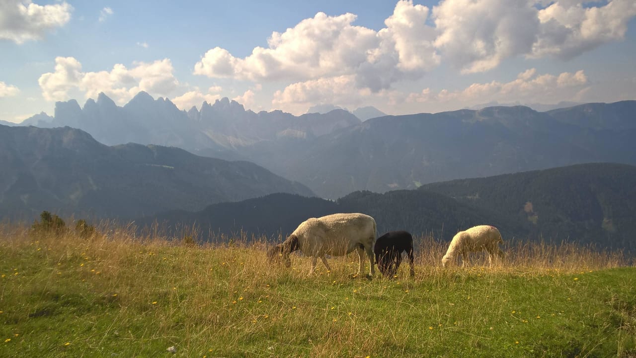 Panorama mit Brillenschafen Hotel Rossalm
