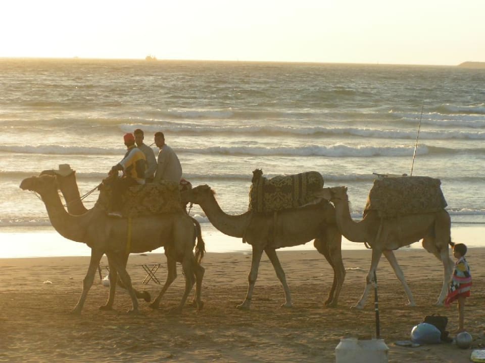 Die Karawane zieht nach Hause, es ist Feierabend Iberostar Waves Founty Beach