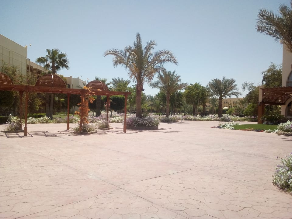 Gartenanlage Desert Rose