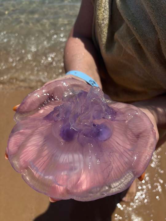 Strand Eagles Paradise Abu Soma