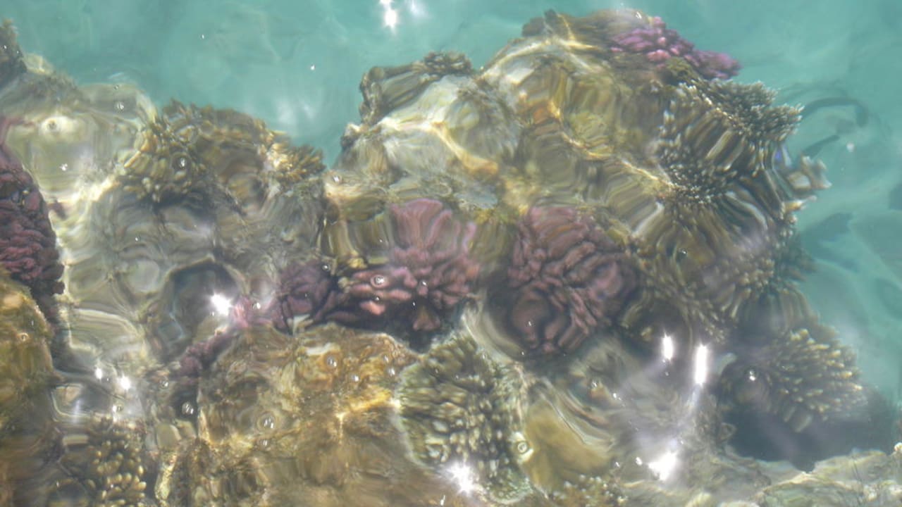 Korallen an der Hafeneinfahrt Pickalbatros Citadel Resort