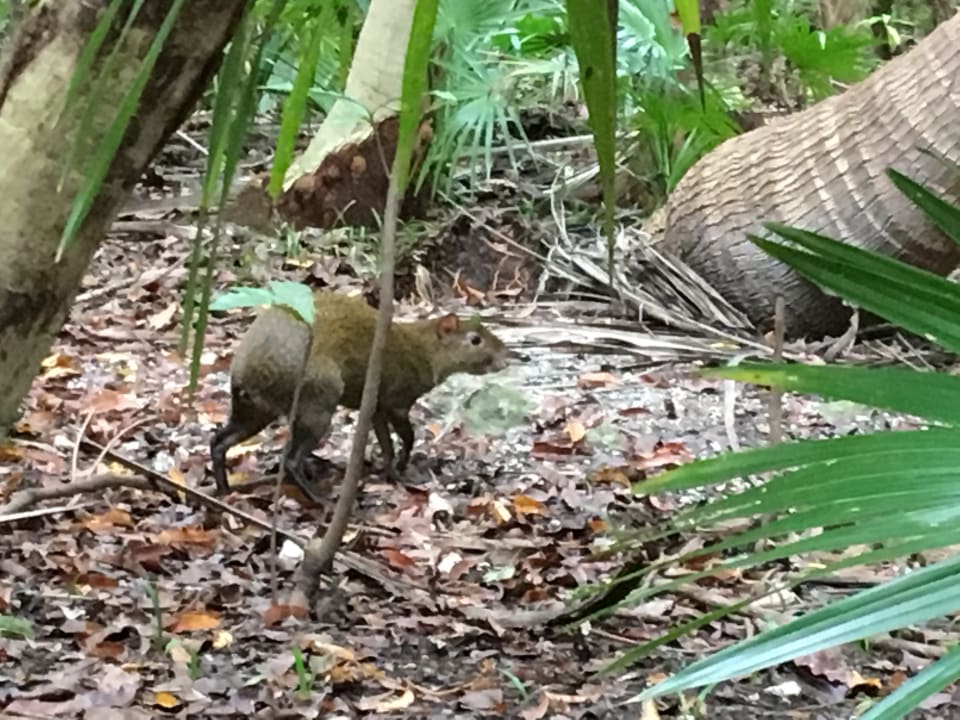 Sonstiges Catalonia Playa Maroma