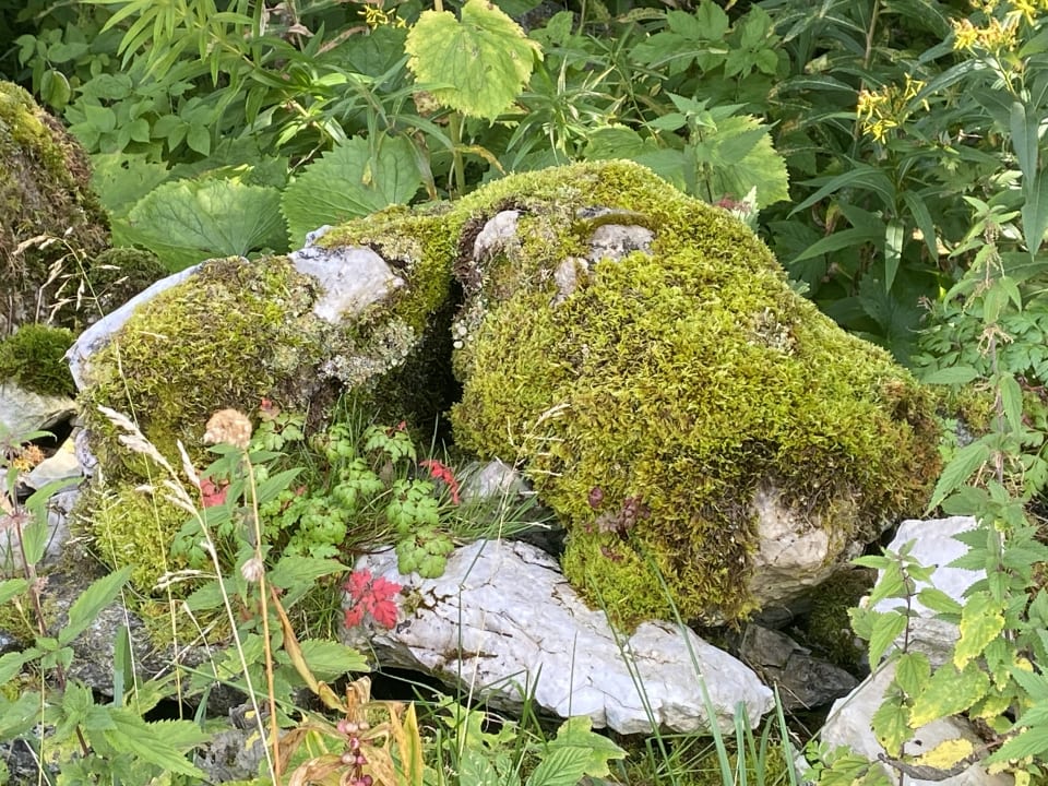 Gartenanlage Revital