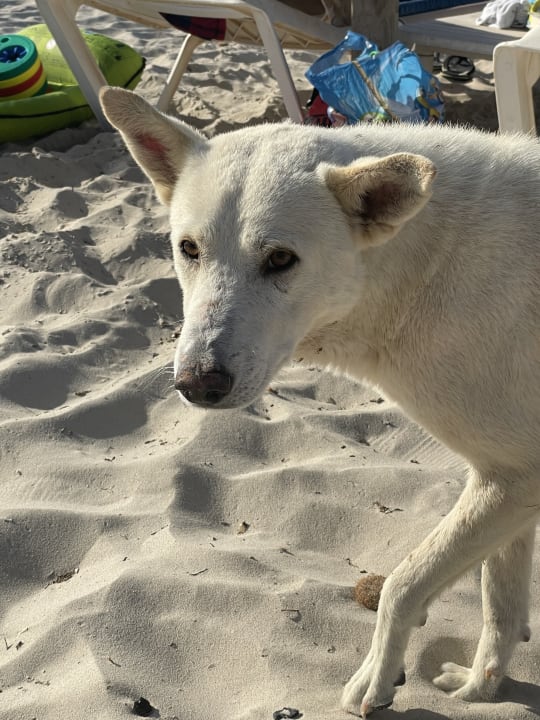 Strand Iberostar Waves Mehari Djerba